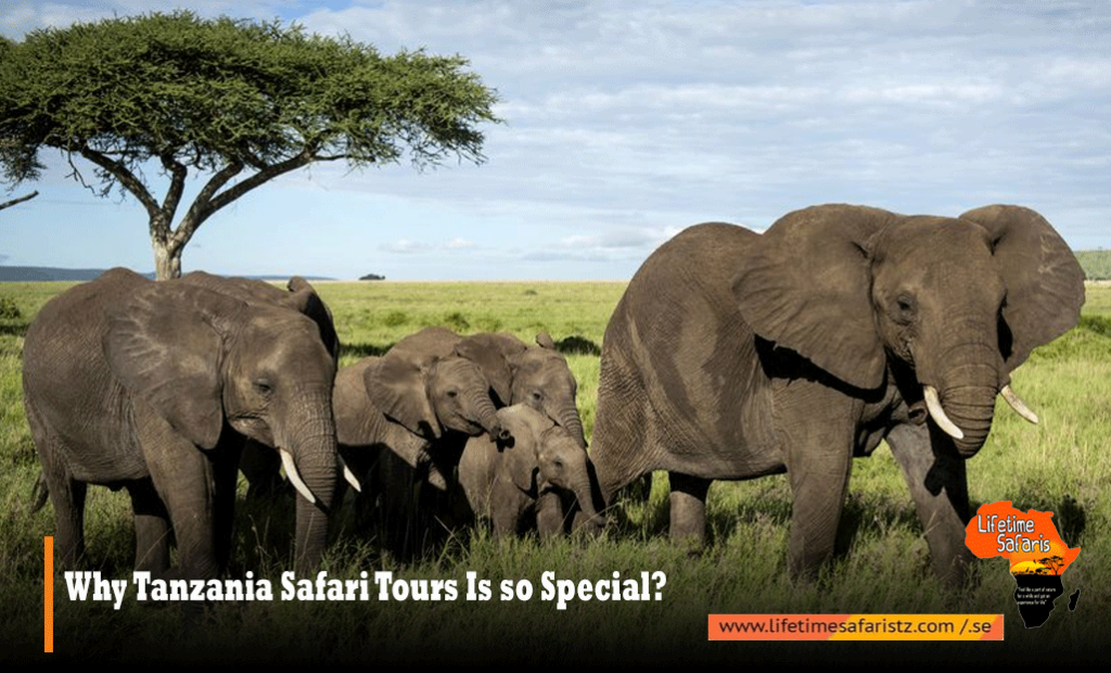 Tanzania Safari Tours