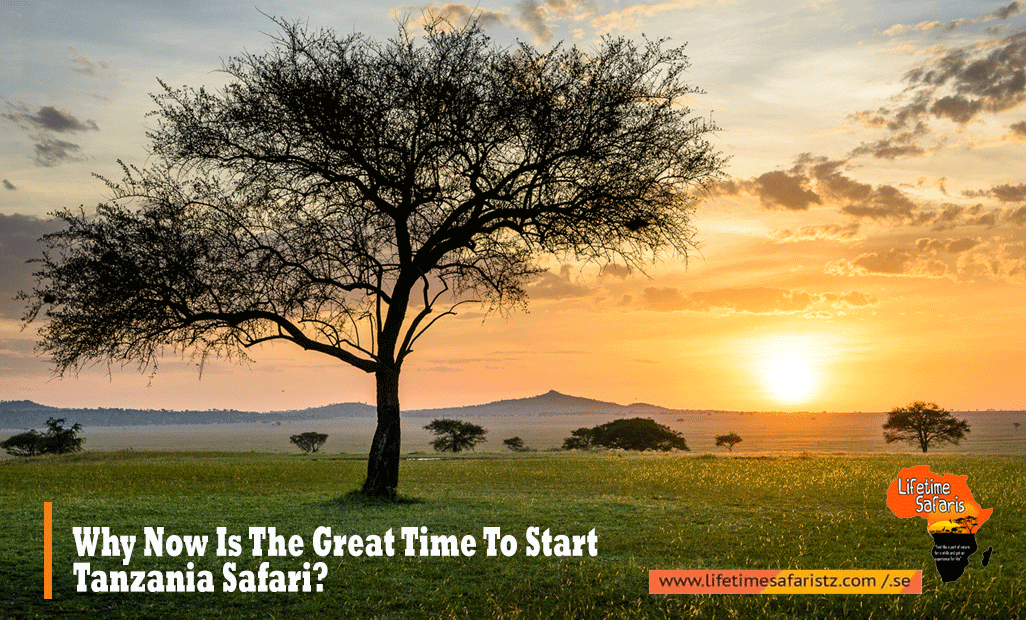 Tanzania Safari Tours Tanzania Safari Tours