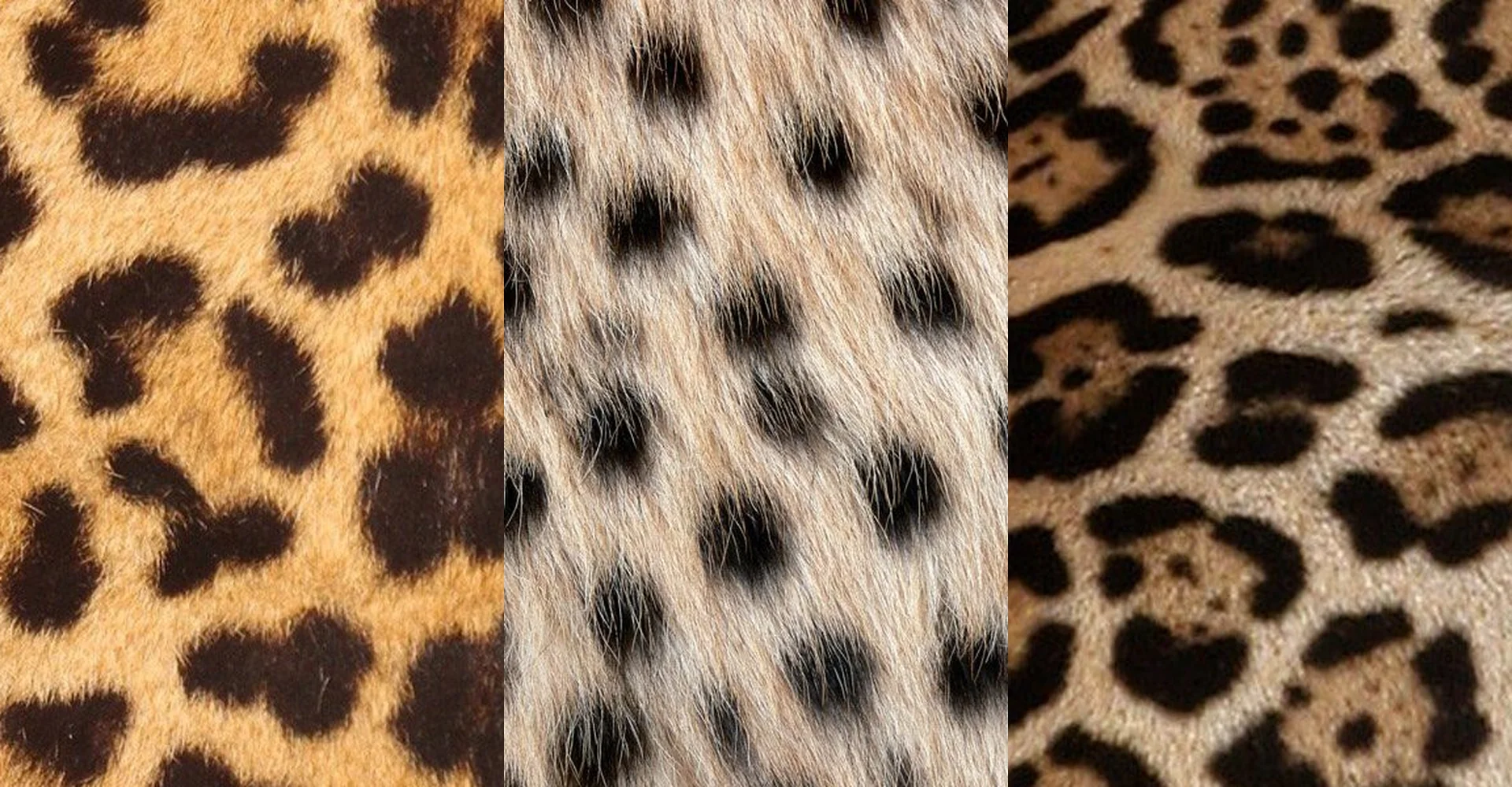 Cheetah Vs Leopard – Know About The Dangerous Animal During Your Tanzania Safari Tours!