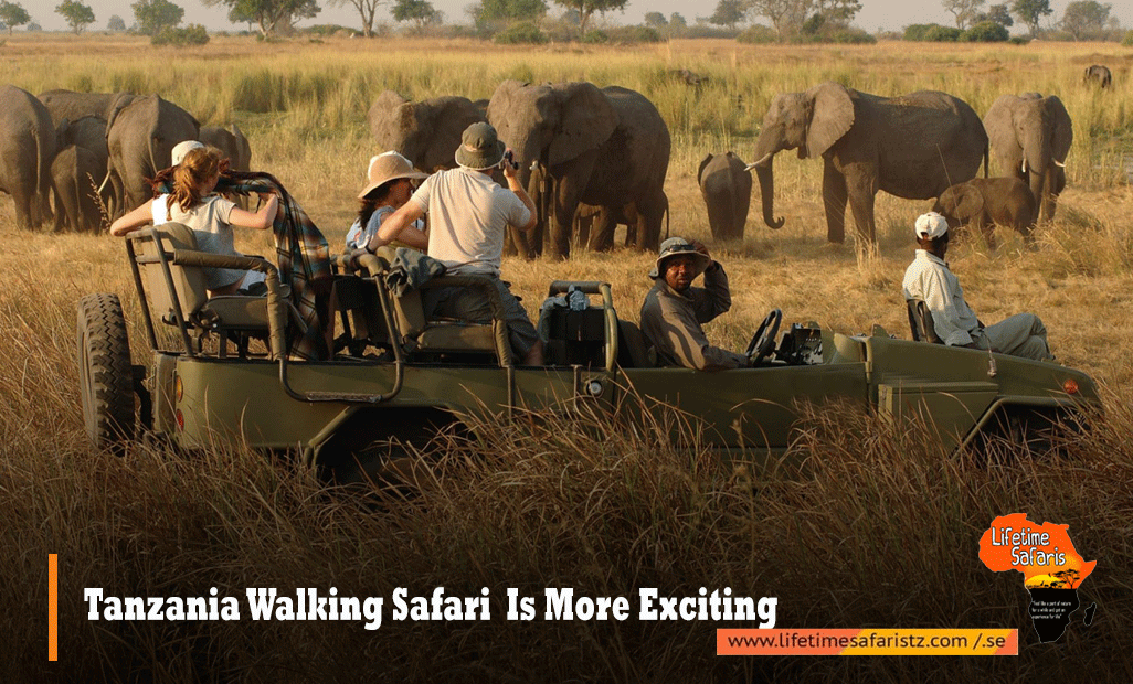 Tanzania Walking Safari Tanzania Walking Safari