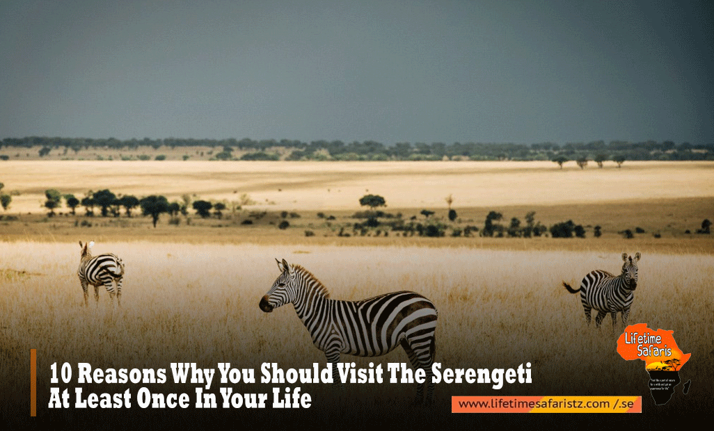 Tanzania Safari