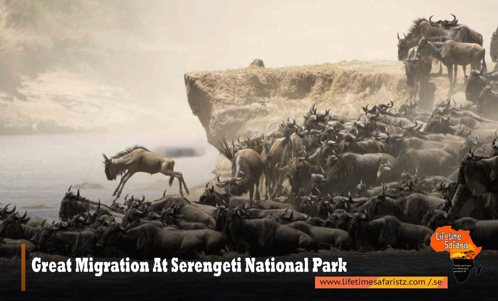 GREAT MIGRATION AT SERENGETI NATIONAL PARK