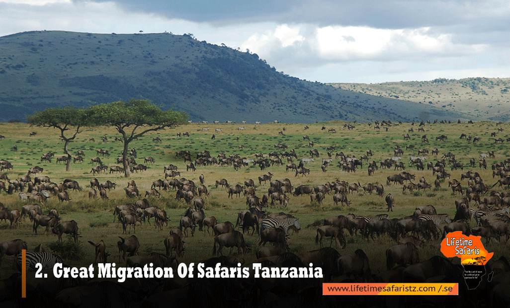 Great-Migration-Of-Safaris-Tanzania
