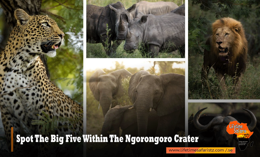 SPOT THE BIG FIVE WITHIN THE NGORONGORO CRATER