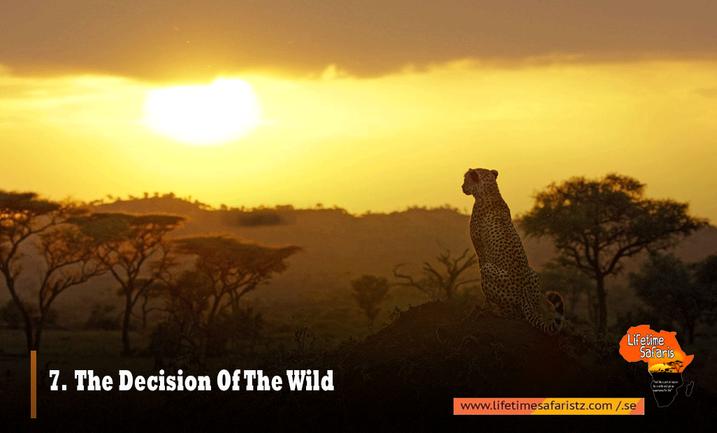 The-Decision-Of-The-Wild