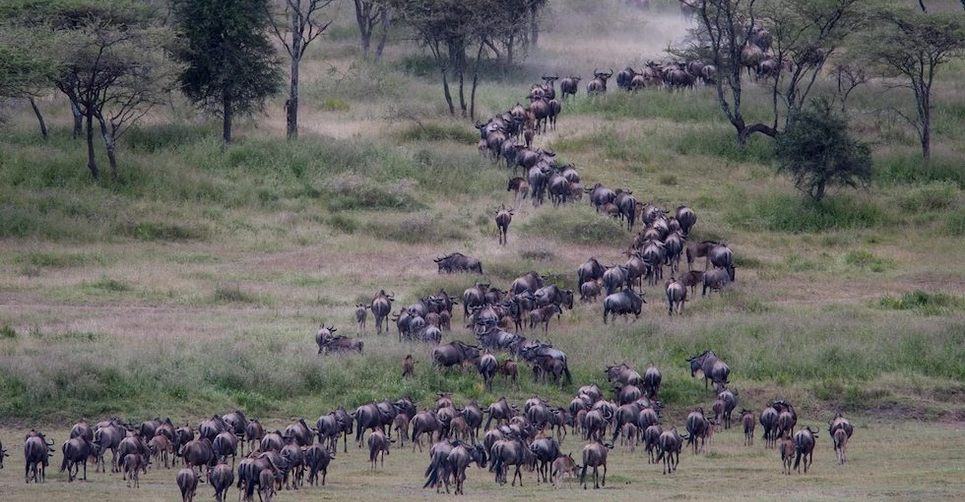 10 Interesting Facts To Know About Serengeti National Park In 2021 – 2022