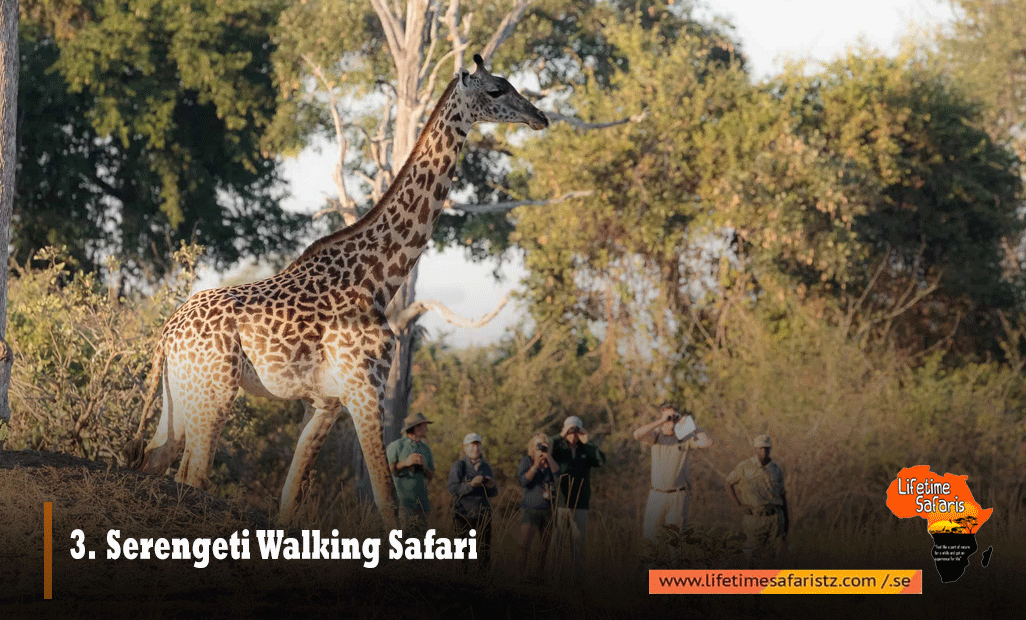 Serengeti Walking Safari