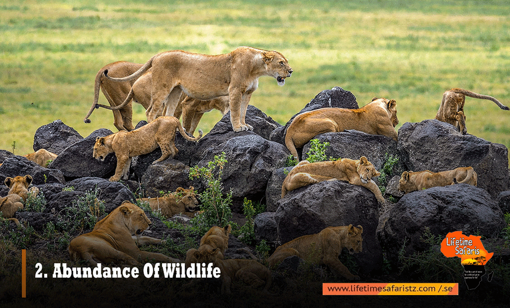 ABUNDANCE OF WILDLIFE