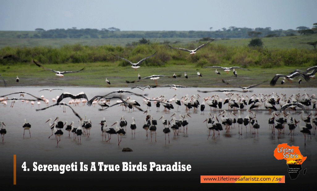 SERENGETI IS A TRUE BIRDS PARADISE