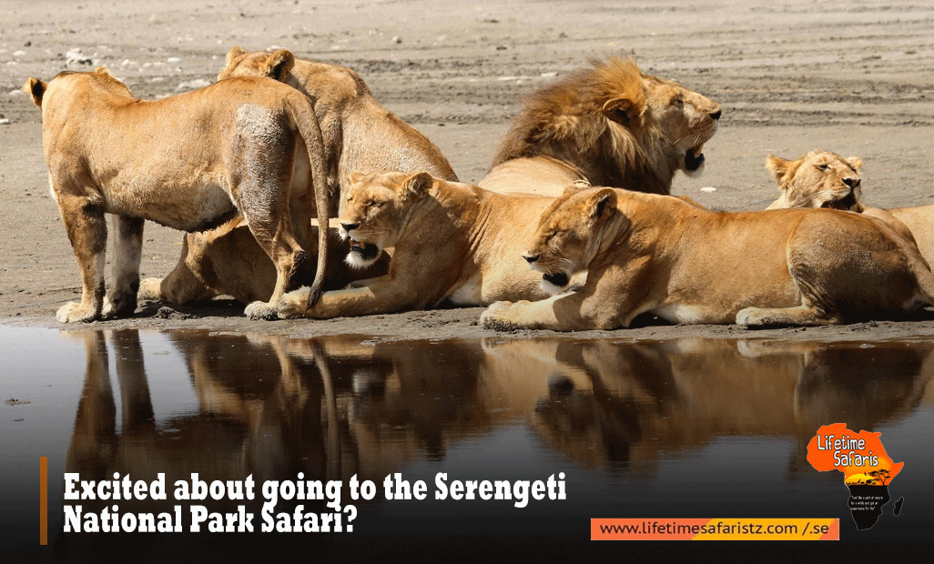 Serengeti National Park Safari