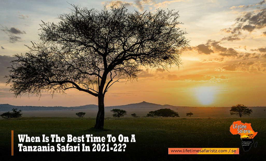 Best Time To On A Tanzania Safari 