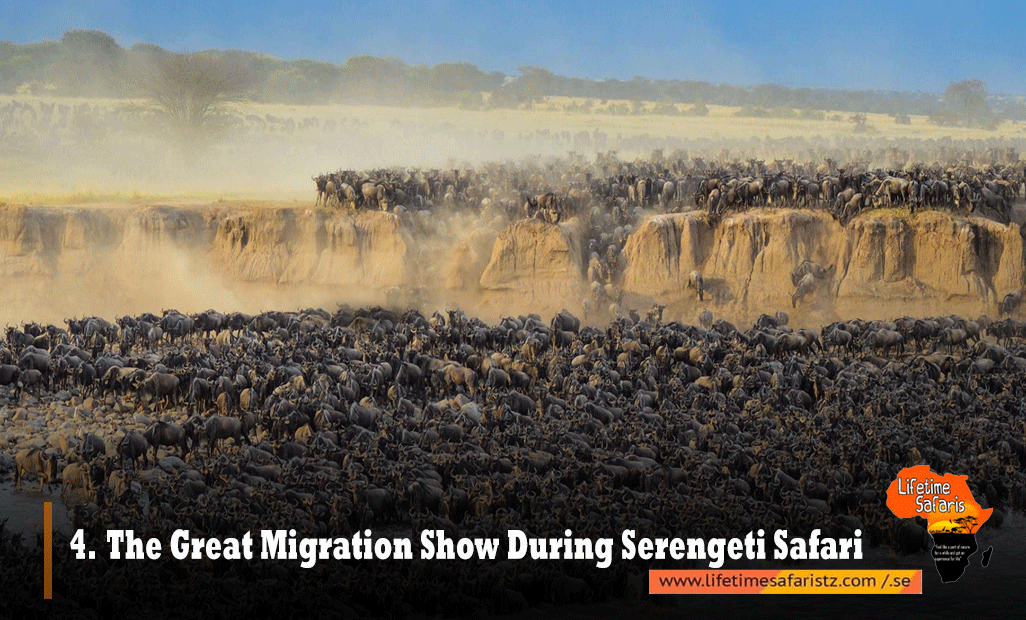 Serengeti Wildebeest Migration