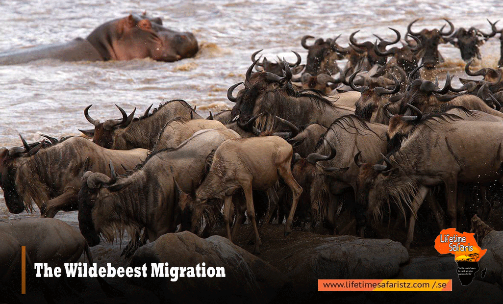 The Wildebeest Migration