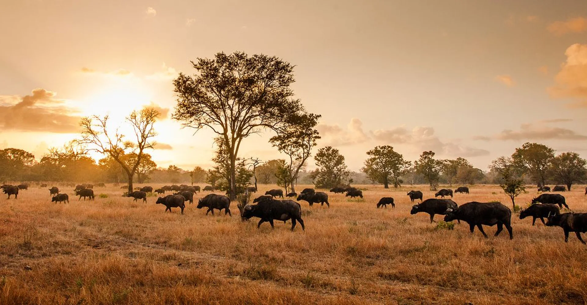 Seven Reasons Why Serengeti National Park Safari Will Blow Your Mind?