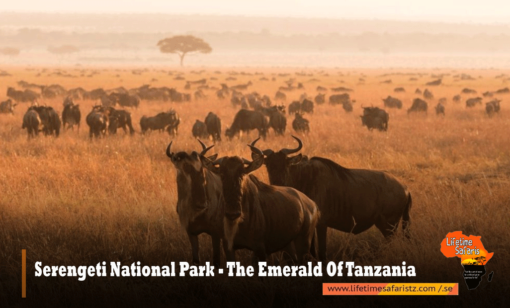 Serengeti National Park