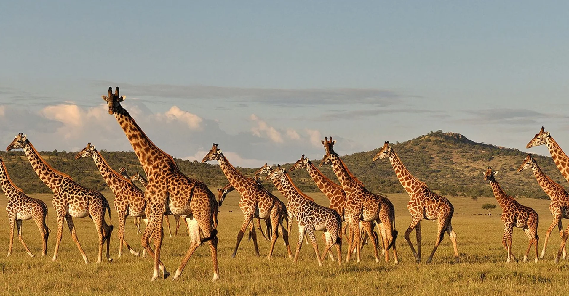 A Great Action Plan Launched For Giraffe Conservation In Tanzania