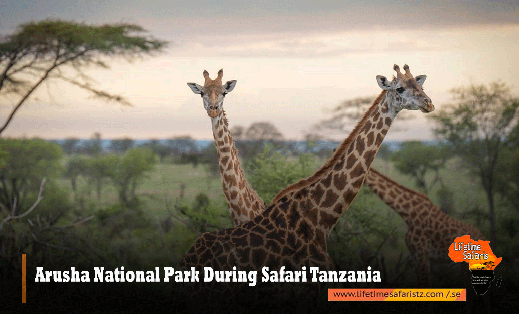 Arusha-National-Park-During-Safari-Tanzania