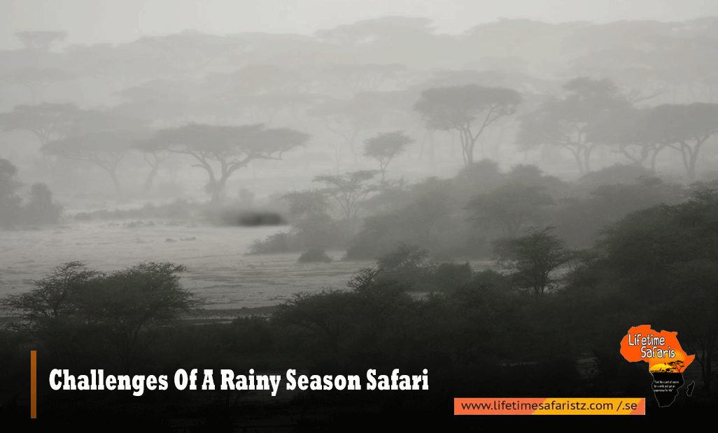 Challenges Of A Rainy Season Safari