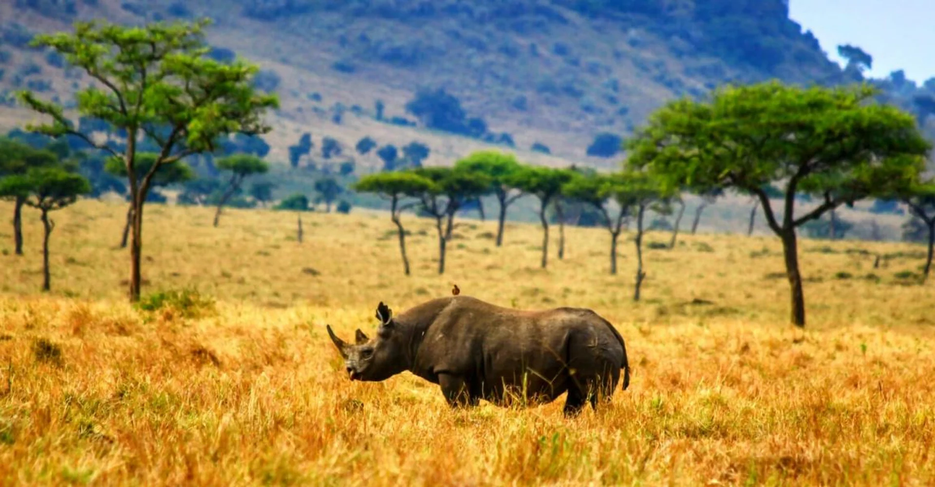 How You Can Embrace The Wild Within You During Tanzania Safari?
