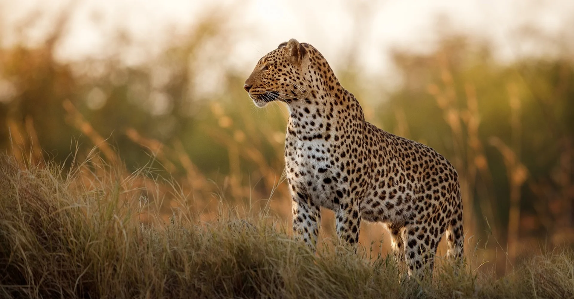 It’s Not Only To Find The Big Five But Also To Glimpse Small Creatures During Tanzania Safari!