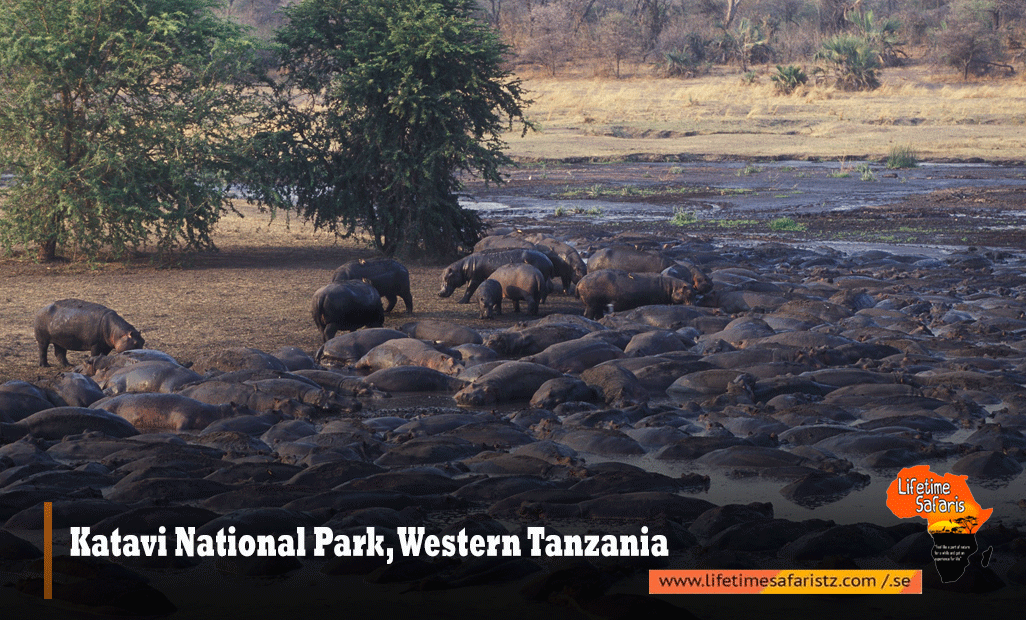 Katavi-National-Park,-Western-Tanzania