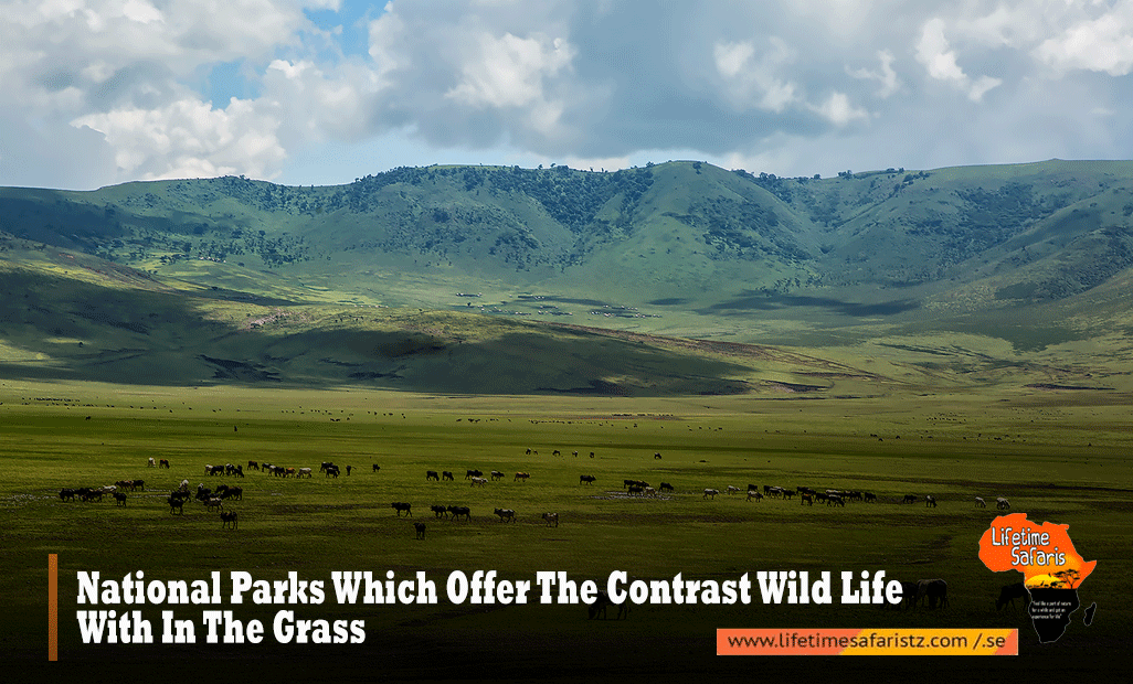 National-Parks-Which-Offer-The-Contrast-Wild-Life-With-In-The-Grass