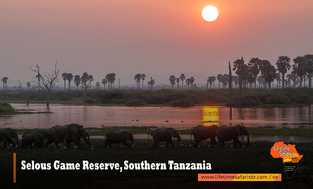 Selous-Game-Reserve,-Southern-Tanzania