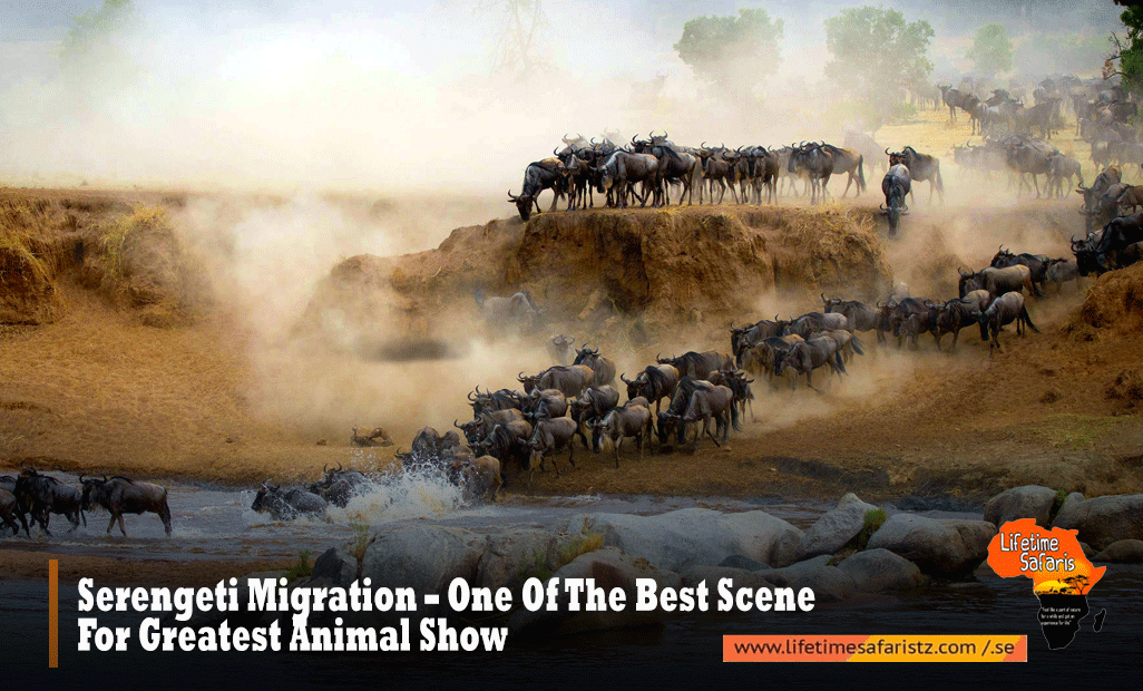 Serengeti Migration