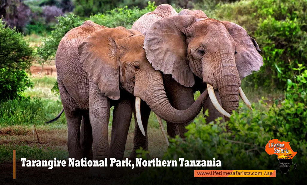 Tarangire-National-Park
