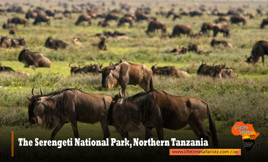 The-Serengeti-National-Park