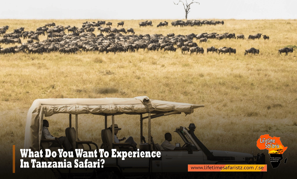 What-Do-You-Want-To-Experience-In-Tanzania-Safari