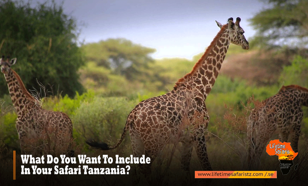 What-Do-You-Want-To-Include-In-Your-Safari-Tanzania