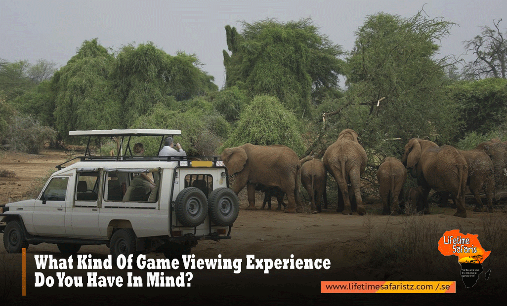 What-Kind-Of-Game-Viewing-Experience-Do-You-Have-In-Mind