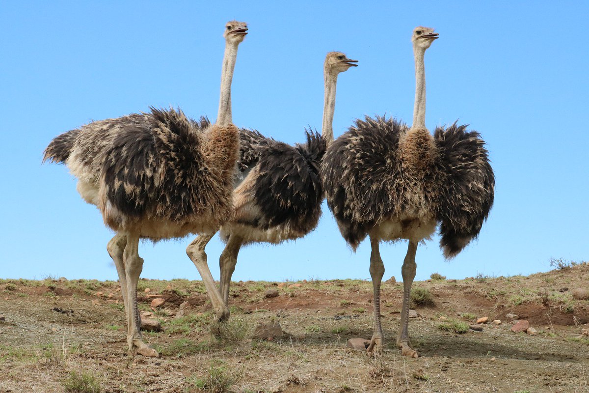 Ostrich Are Strong Runners