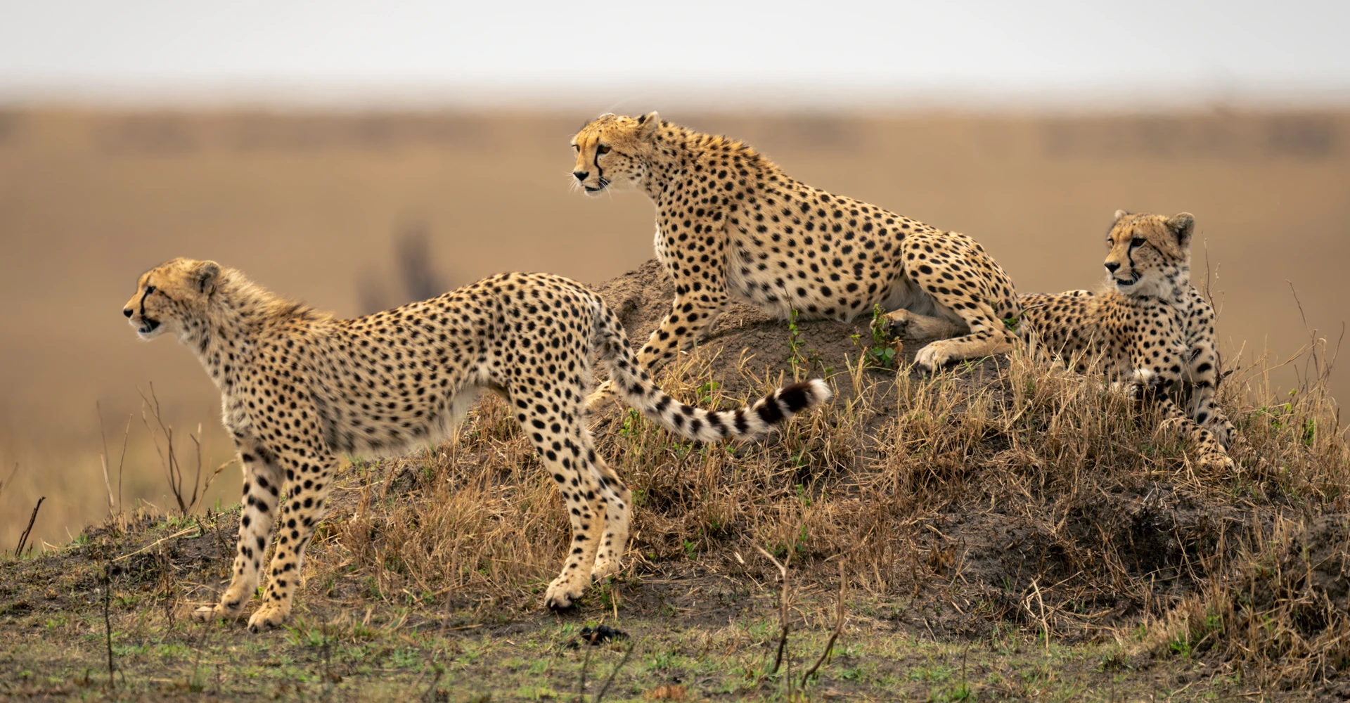 Which Animal Would Win The Race Of Serengeti Marathon?