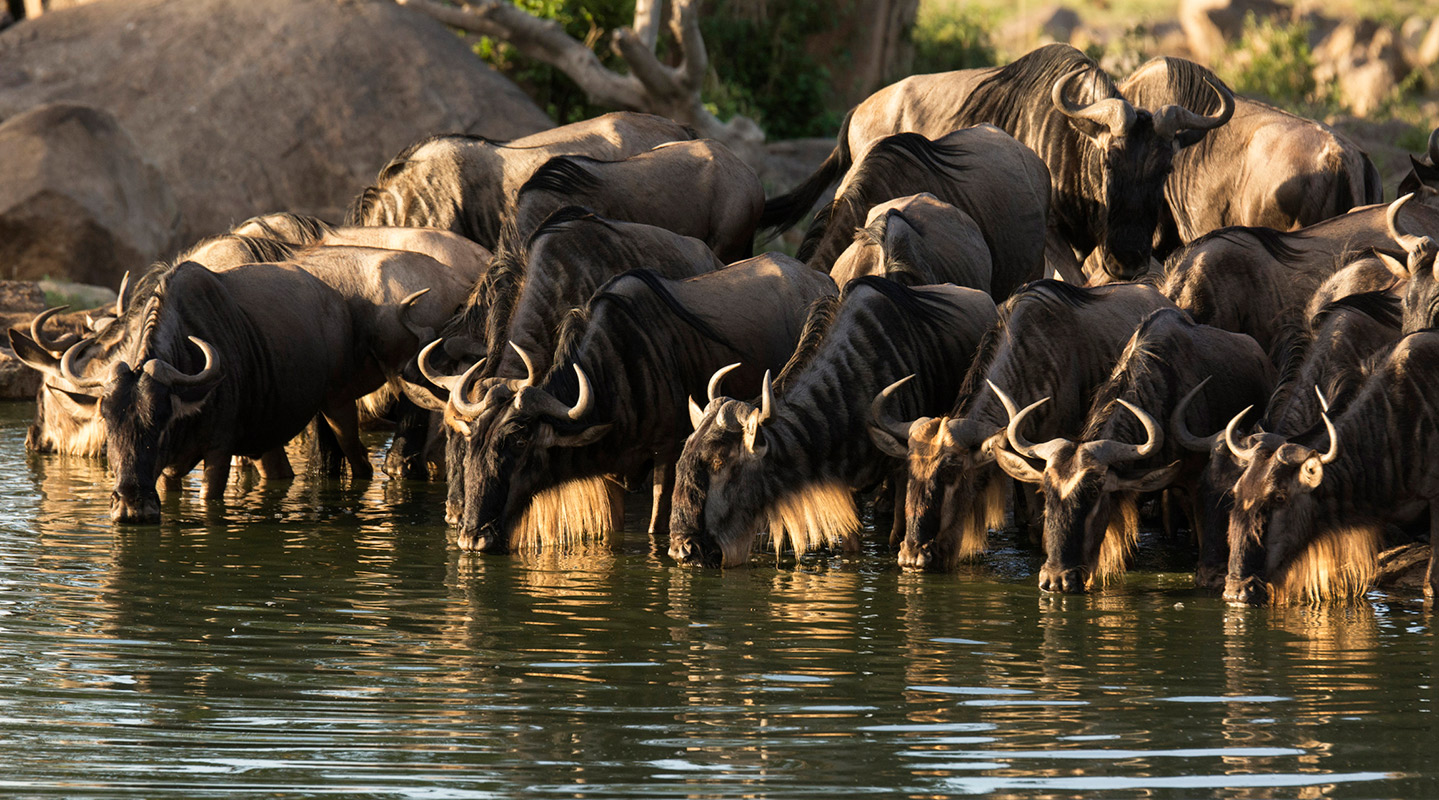 Wildebeest And Calf Run Through Serengeti