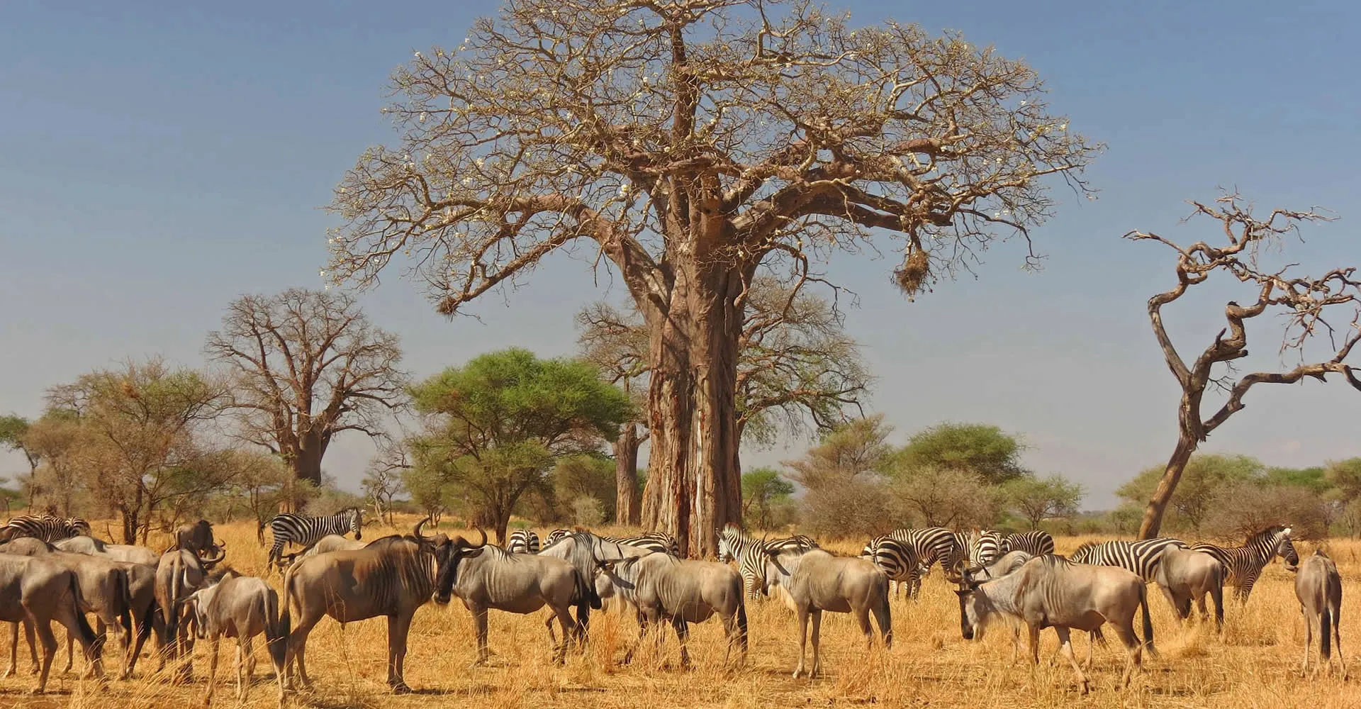 Tarangire Wildlife Guide: What Animals Can You See In Tarangire?