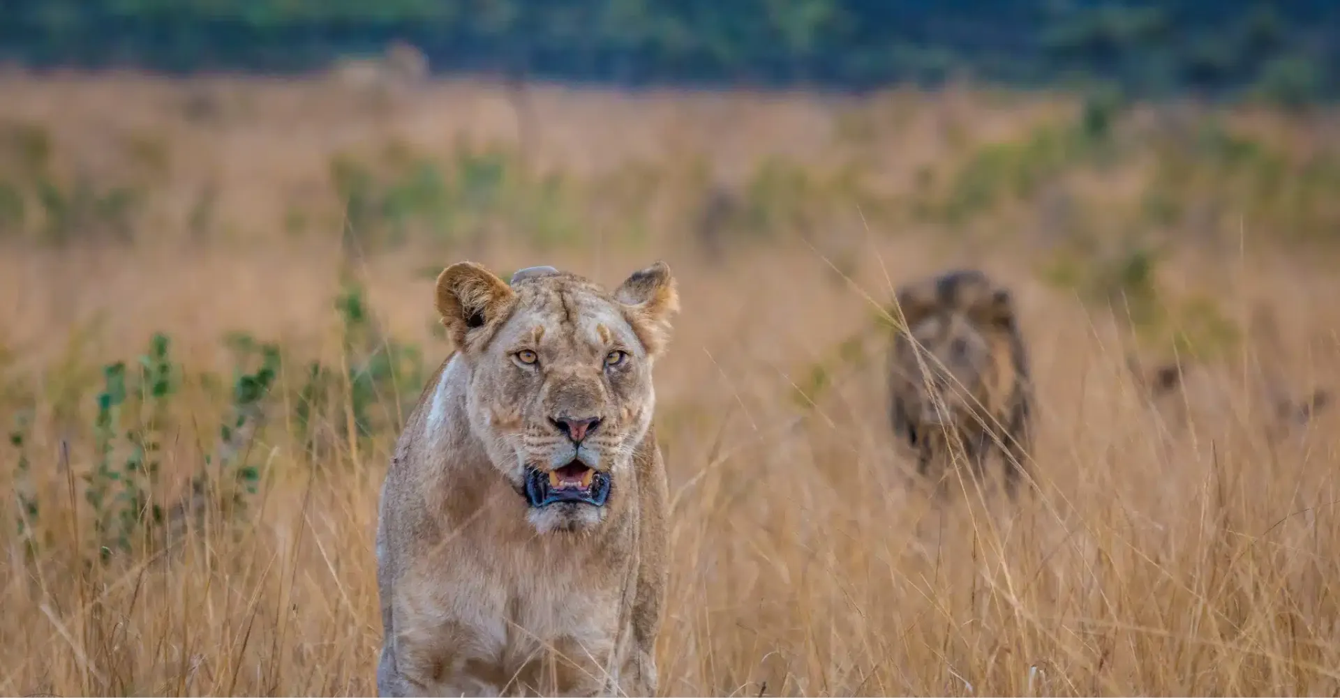 The Serengeti Big Five – Wildlife Found In The Serengeti National Park