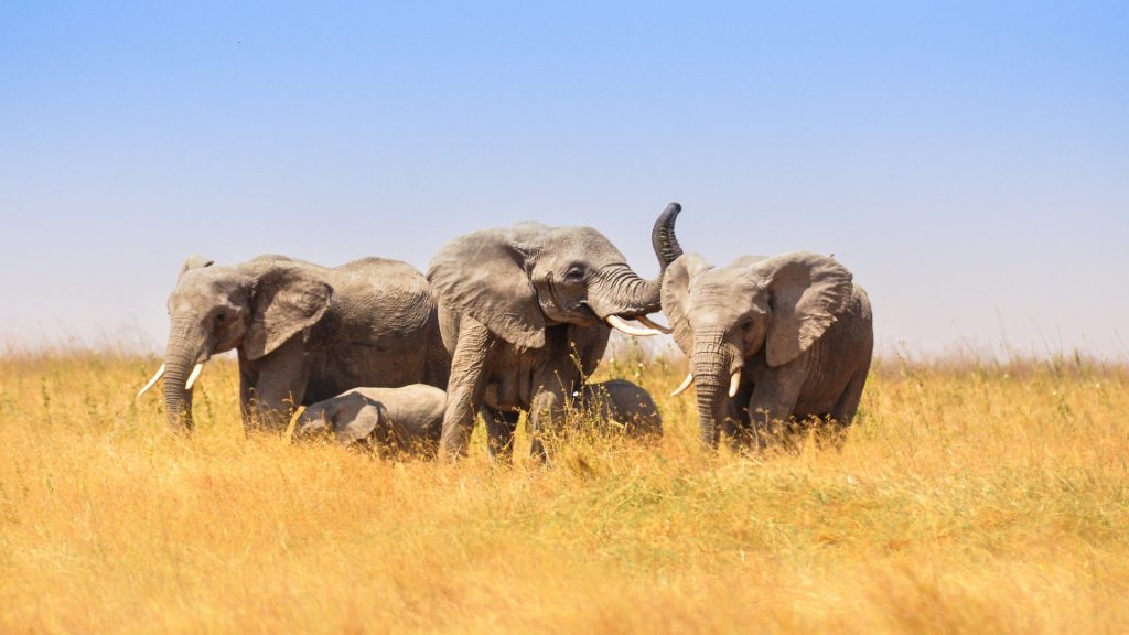 10 Ways How You Can Support Conservations During Your Tanzania Safari Tours