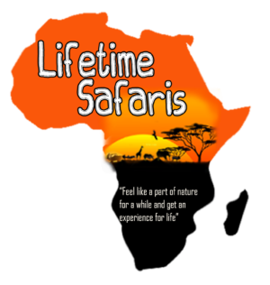 https://staging.manoramaseoservice.com/lifetimesafari/blog/wp-content/uploads/2026/10/lifetimesafaris.png