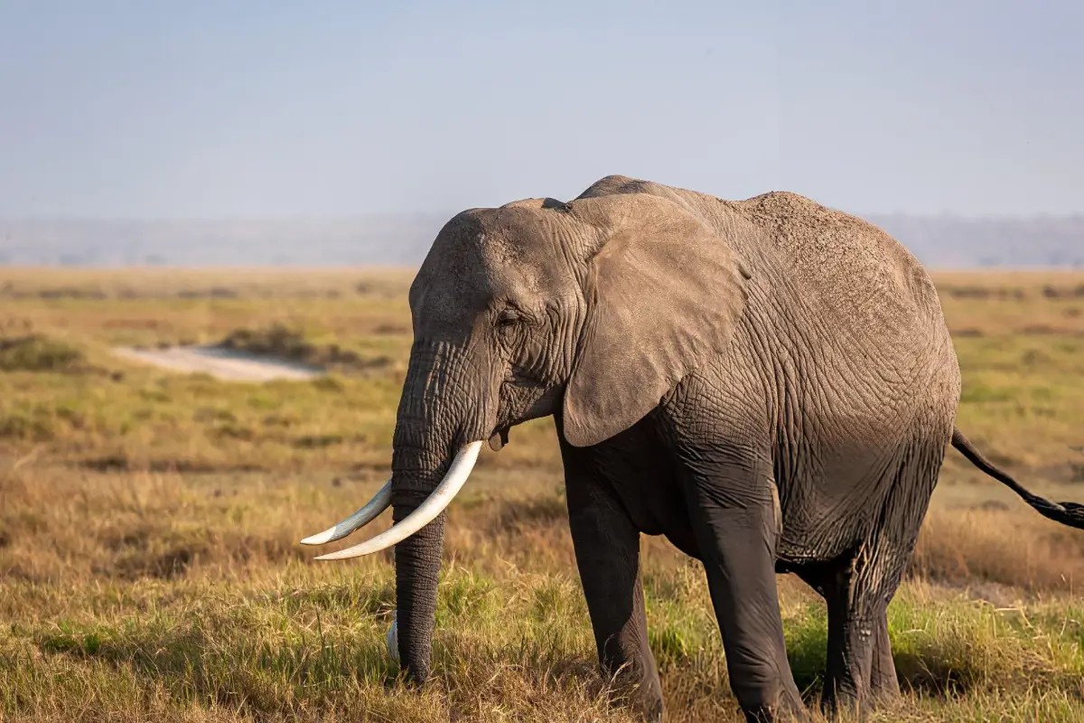 Lifetime Safaris