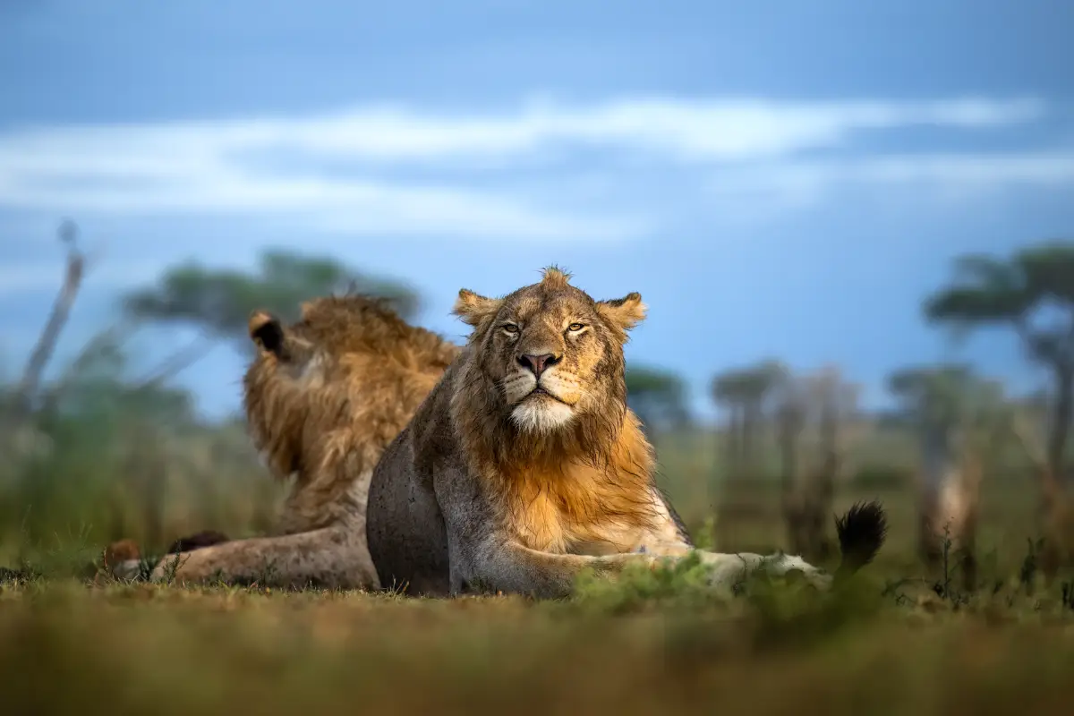 Lifetime Safaris
