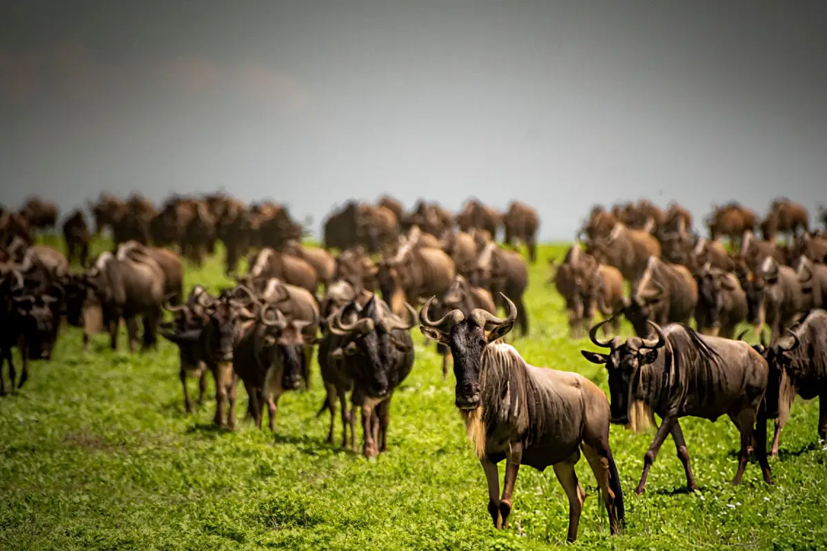 Lifetime Safaris
