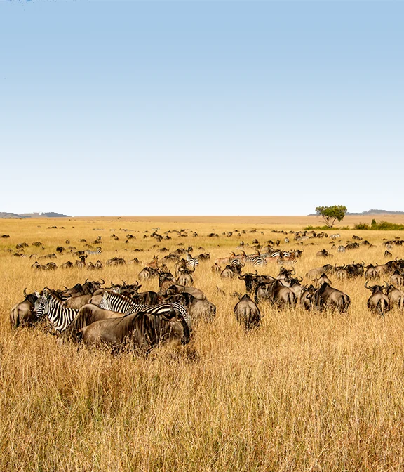 Tanzania And Safari