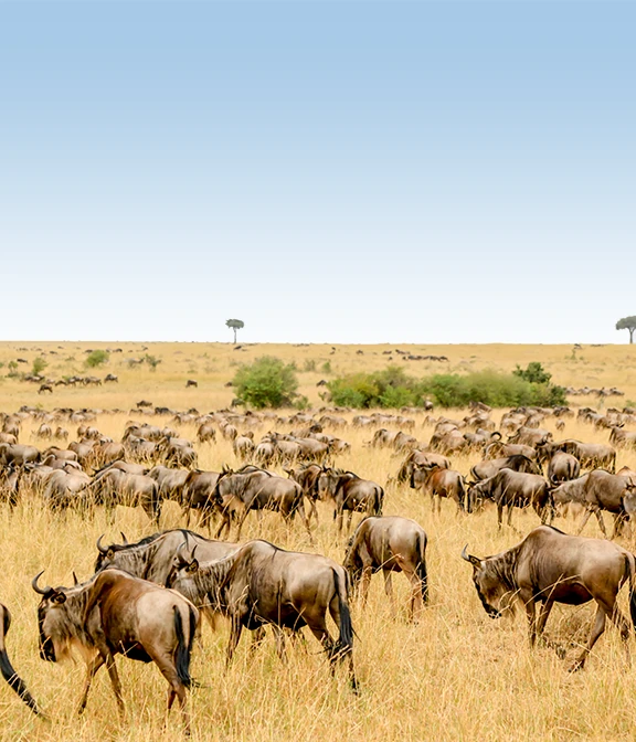 Tanzania And Safari