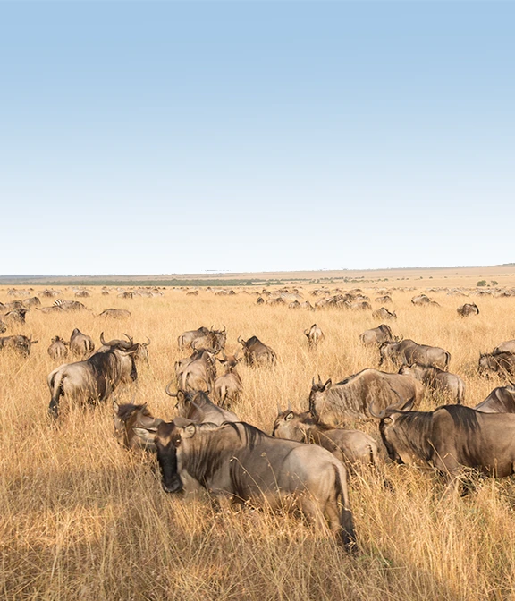 Tanzania And Safari