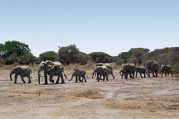 Tarangire Safari Packages