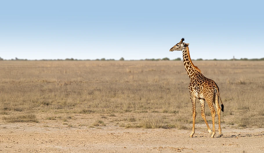 Giraffe in Serengeti National Park during a Tanzania safari