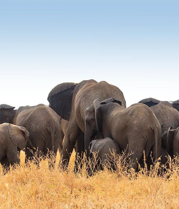 Tarangire Safari Cost