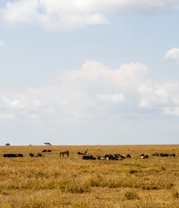 2 Days Safari
